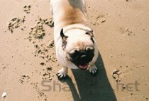 小狗吃泥土是咋回事？要怎么弄？