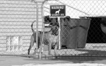 狗狗不小心撞到围栏上右前腿抬着是什么情况？该咋办？