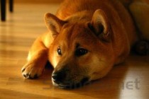 小猫肚子上秃了一块是什么原因？该用什么办法？