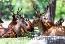 世界上最孤独的动物有哪些，世界上最孤独的怪物