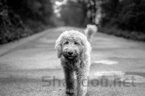 狗狗已经半个月不吃饭了是什么原因？该咋整？