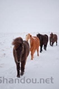 幼猫走路外八是何原因？幼猫走路外八该用什么办法？