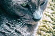 猫咪肉垫脱皮有脓水的问题出在哪？有什么办法恢复？