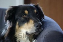 狗狗后大腿掉毛是什么情况？狗狗后大腿掉毛要怎么处理？