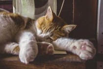猫咪睡觉时发抖坐不下去撅屁股该怎么处理？
