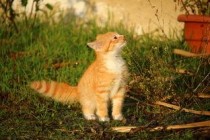 猫猫嘴边红了一片是到底怎么了？猫猫嘴边红了一片要怎么调理？