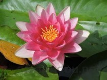 中国最稀少的瓷器，世界上最稀少的瓷碗