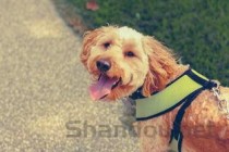 小狗总是哼哼唧唧的用嘴喘气是什么情况？要怎么应对？