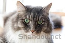 猫咪无法控制大小便是何原因？该如何是好？