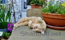 猫咪淋雨后不吃东西呕吐是何原因？怎么办？