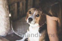 狗狗咳吐白沫粘液拉血是什么情况？狗狗咳吐白沫粘液拉血该怎么做才对？