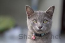 猫咪眼睛红肿睁不开是什么缘故？该怎么处理？