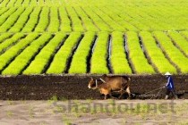 基本农田养殖场强拆怎么办，基本农田上的养殖场拆除有补偿吗