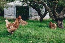 稻田养鳝鱼一亩利润多少，稻田养黄鳝的最佳方法