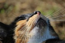 猫咪吐黄色粘液是什么引起的？猫咪吐黄色粘液有什么办法恢复？