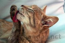 成年猫吐血是什么原因导致的？成年猫吐血该怎么处理？