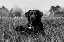 世界上战斗力前十的犬，战斗力排前十的狗