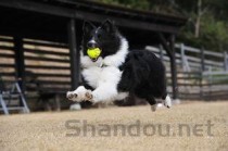 小猫尿不出来是啥情况？小猫尿不出来要怎么调理？