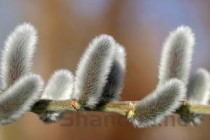 猫咪偶尔会喘发作过三次的问题出在哪？该如何是好？