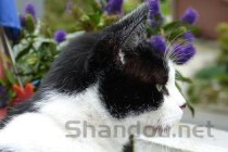 猫咪耳朵黑的流东西是什么原因导致的？要怎么改善？