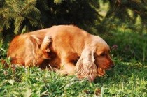 狗狗便便有血，嘴巴里很多粘液是什么情况？该怎么处理才对？