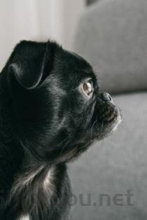 猫咪前腿脚趾肿大脱皮溃烂是什么引起的？该怎么解决？