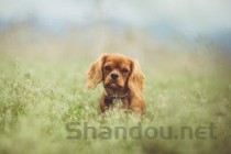 猫咪搬家后突然呕吐眼周有猫藓要怎么弄？