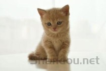 小猫眼屎多是啥缘故？小猫眼屎多该怎么处理？