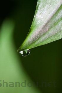 土培大蒜的种植方法，大蒜的种植方法