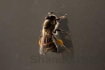 世界前十蜜蜂排名榜图片，世界蜜蜂分布图