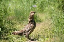 世界上最危险的鸟是什么鸟的短视频，世界上最危险乌云