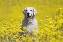 狗狗突然吐出黄色硬块是什么情况？该怎么做才对？