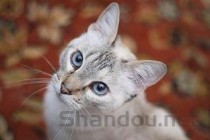 猫喘气很急促是啥情况？猫喘气很急促有什么办法恢复？