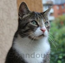 猫咪偏瘫伴随四肢乱动是怎么回事？怎么弄会好？