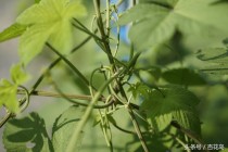 痔疮十大排名中医（痔疮十大排名中医医生）