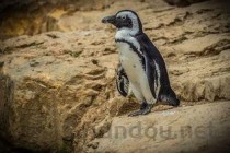 狗狗阴痉包皮里出血是什么原因？要怎么处理？