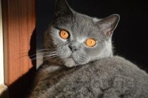 猫咪出现尿频尿量少情绪低落该如何是好？