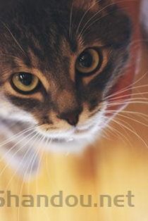 猫咪软便后狗狗也软便是什么原因？要吃药吗？