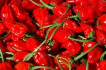 什么水果是辣的十大最辣的水果