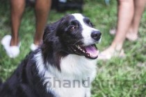 狗狗突然脚疼的直叫是咋回事？该怎么做才对？