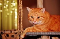 猫咪后腿有红色小颗粒有扩散趋势该怎么处理？