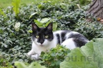 猫咪眼角发黑掉毛是啥缘故？猫咪眼角发黑掉毛该怎么解决？