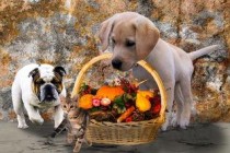 猫咪拉了浠吐了一次是啥情况？要怎么调理？