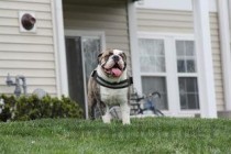 狗狗四肢无力站不起来 的缘由何在？要怎么弄？