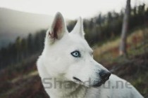 狗狗连续三天打喷嚏甩毛的缘由何在？怎么弄会好？