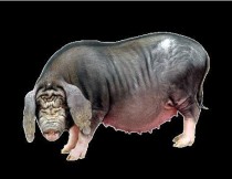 世界上最人大的猪（世界上长得最大的猪种）