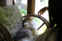 猫咪有点打喷嚏早上吐了的问题出在哪？怎么弄会好？