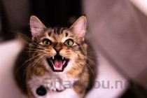 猫咪下嘴唇长黑色的息肉一样怎么弄会好？