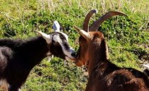 猫咪皮肤有一块结痂是什么原因？该如何是好？