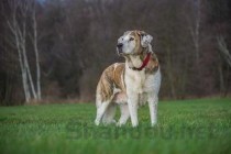 狗狗每次拉屎前要尖叫是咋回事？要怎么弄？